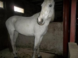 ЮГС: Полицейские вернули пропавших лошадей жителю Юргинского района