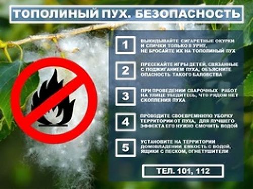 О пожарной безопасности в период цветения тополей