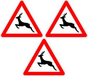 Дикое животное на дороге, что делать