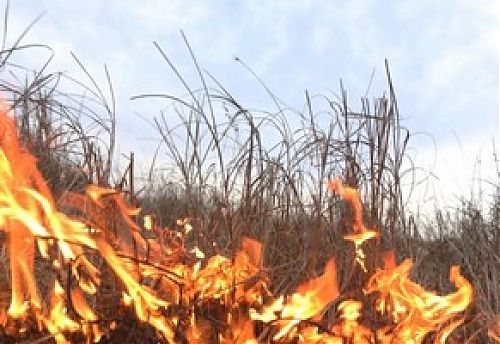 Достаточно одной спички: весенние пожары и их причины