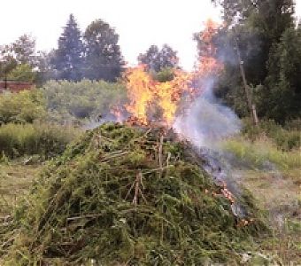«Мак - 2025»: уничтожены кусты конопли