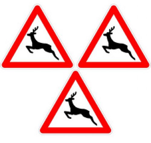 Дикое животное на дороге, что делать