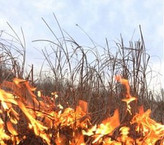 Горит трава, горят дома, страдают люди…